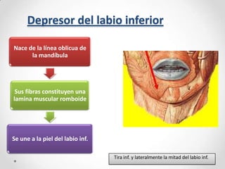 Depresor del labio inferior
Nace de la línea oblicua de
la mandíbula

Sus fibras constituyen una
lamina muscular romboide

Se une a la piel del labio inf.
Tira inf. y lateralmente la mitad del labio inf.

 