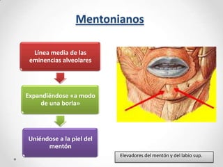 Mentonianos
Línea media de las
eminencias alveolares

Expandiéndose «a modo
de una borla»

Uniéndose a la piel del
mentón
Elevadores del mentón y del labio sup.

 
