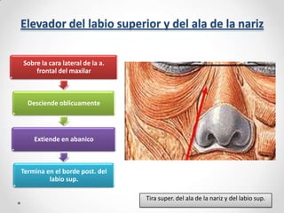 Elevador del labio superior y del ala de la nariz
Sobre la cara lateral de la a.
frontal del maxilar

Desciende oblicuamente

Extiende en abanico

Termina en el borde post. del
labio sup.
Tira super. del ala de la nariz y del labio sup.

 