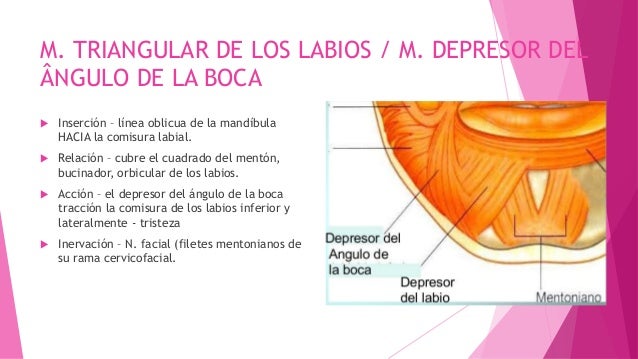 Musculos de la boca