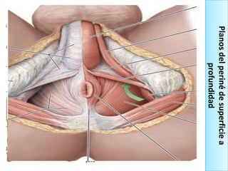 Planos del periné de superficie a
profundidad