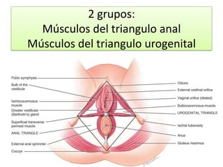 2 grupos:
Músculos del triangulo anal
Músculos del triangulo urogenital