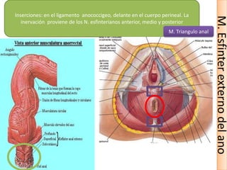 M. Triangulo anal
M. Esfinter externo del ano
Inserciones: en el ligamento anococcigeo, delante en el cuerpo perineal. La
inervación proviene de los N. esfinterianos anterior, medio y posterior