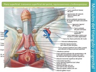 Músculos del triangulo urogenital
Plano superficial: transverso superficial del periné, isquiocavernoso y bulboesponjoso
