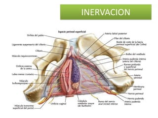 INERVACION