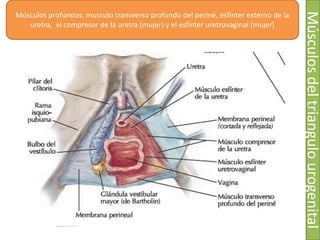 Músculos del triangulo urogenital
Músculos profundos: musculo transverso profundo del periné, esfínter externo de la
uretra, el compresor de la uretra (mujer) y el esfínter uretrovaginal (mujer)