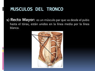 MUSCULOS DEL TRONCO1) Recto Mayor: es un músculo par que va desde el pubis hasta el tórax, están unidos en la línea media por la línea blanca.
