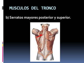 MUSCULOS DEL TRONCOb) Serratos mayores posterior y superior.
