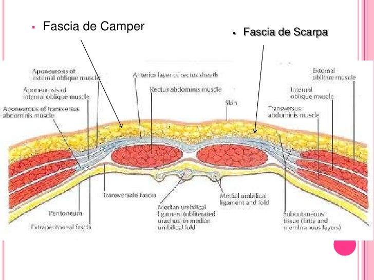 fascia de camper e escarpa fascia de camper e escarpa