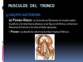 MUSCULOS DEL TRONCO
3) GRUPO ANTERIOR:
  a) Psoas-iliaco: su función es flexionar el muslo sobre
  la pelvis y lo rota hacia afuera; si se fija en el fémur, entonces
  flexiona el tronco y lo rota al lado opuesto.
  - Psoas: va desde la columna lumbar hasta el fémur.
 