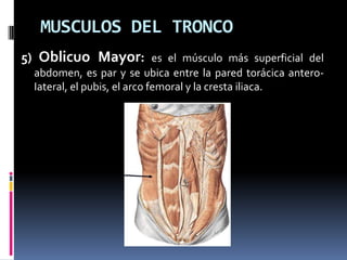 MUSCULOS DEL TRONCO
5) Oblicuo Mayor: es el músculo más superficial del
  abdomen, es par y se ubica entre la pared torácica antero-
  Iateral, el pubis, el arco femoral y la cresta iliaca.
 