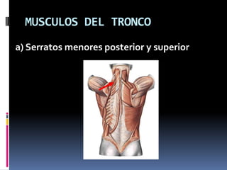 MUSCULOS DEL TRONCO
a) Serratos menores posterior y superior
 