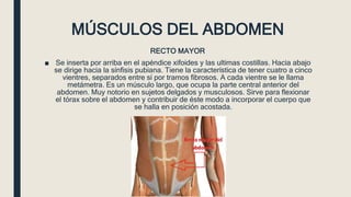 MÚSCULOS DEL ABDOMEN
RECTO MAYOR
■ Se inserta por arriba en el apéndice xifoides y las ultimas costillas. Hacia abajo
se dirige hacia la sínfisis pubiana. Tiene la característica de tener cuatro a cinco
vientres, separados entre sí por tramos fibrosos. A cada vientre se le llama
metámetra. Es un músculo largo, que ocupa la parte central anterior del
abdomen. Muy notorio en sujetos delgados y musculosos. Sirve para flexionar
el tórax sobre el abdomen y contribuir de éste modo a incorporar el cuerpo que
se halla en posición acostada.
 