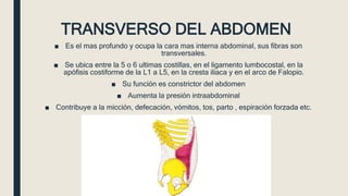 TRANSVERSO DEL ABDOMEN
■ Es el mas profundo y ocupa la cara mas interna abdominal, sus fibras son
transversales.
■ Se ubica entre la 5 o 6 ultimas costillas, en el ligamento lumbocostal, en la
apófisis costiforme de la L1 a L5, en la cresta iliaca y en el arco de Falopio.
■ Su función es constrictor del abdomen
■ Aumenta la presión intraabdominal
■ Contribuye a la micción, defecación, vómitos, tos, parto , espiración forzada etc.
 