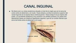 CANAL INGUINAL
■ Se llama así a un área anatómica situada a nivel de la ingle que es la zona de
unión entre el abdomen y el muslo. Hacia afuera y arriba el extremo superior del
canal inguinal es la espina iliaca anterosuperior. Hacia abajo lo es la espina del
pubis, un accidente anatómico muy próximo a la sínfisis pubiana. En estos dos
elementos óseos se inserta el ligamento inguinal, que es un cordón fibroso que
sirve de limite entre el abdomen y el muslo.
 