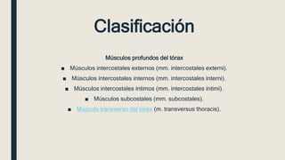 Clasificación
Músculos profundos del tórax
■ Músculos intercostales externos (mm. intercostales externi).
■ Músculos intercostales internos (mm. intercostales interni).
■ Músculos intercostales íntimos (mm. intercostales íntimi).
■ Músculos subcostales (mm. subcostales).
■ Músculo transverso del tórax (m. transversus thoracis).
 