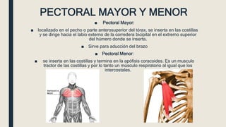 PECTORAL MAYOR Y MENOR
■ Pectoral Mayor:
■ localizado en el pecho o parte anterosuperior del tórax, se inserta en las costillas
y se dirige hacia el labio externo de la corredera bicipital en el extremo superior
del húmero donde se inserta.
■ Sirve para aducción del brazo
■ Pectoral Menor:
■ se inserta en las costillas y termina en la apófisis coracoides. Es un musculo
tractor de las costillas y por lo tanto un músculo respiratorio al igual que los
intercostales.
 