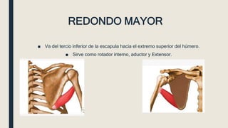 REDONDO MAYOR
■ Va del tercio inferior de la escapula hacia el extremo superior del húmero.
■ Sirve como rotador interno, aductor y Extensor.
 