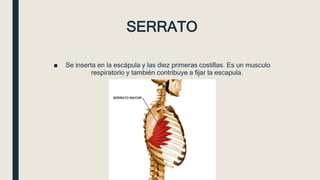SERRATO
■ Se inserta en la escápula y las diez primeras costillas. Es un musculo
respiratorio y también contribuye a fijar la escapula.
 
