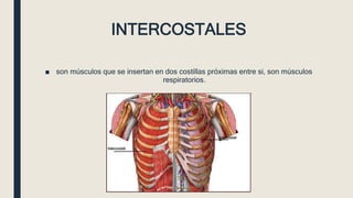 INTERCOSTALES
■ son músculos que se insertan en dos costillas próximas entre si, son músculos
respiratorios.
 