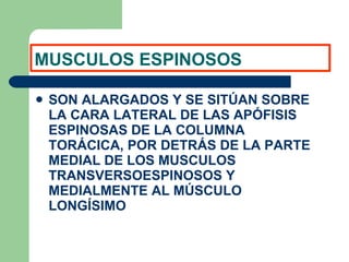 MUSCULOS ESPINOSOS SON ALARGADOS Y SE SITÚAN SOBRE LA CARA LATERAL DE LAS APÓFISIS ESPINOSAS DE LA COLUMNA TORÁCICA, POR DETRÁS DE LA PARTE MEDIAL DE LOS MUSCULOS TRANSVERSOESPINOSOS Y MEDIALMENTE AL MÚSCULO LONGÍSIMO 