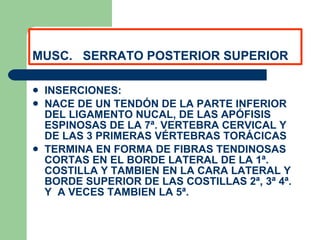 MUSC.  SERRATO POSTERIOR SUPERIOR INSERCIONES: NACE DE UN TENDÓN DE LA PARTE INFERIOR DEL LIGAMENTO NUCAL, DE LAS APÓFISIS ESPINOSAS DE LA 7ª. VERTEBRA CERVICAL Y DE LAS 3 PRIMERAS VÉRTEBRAS TORÁCICAS TERMINA EN FORMA DE FIBRAS TENDINOSAS CORTAS EN EL BORDE LATERAL DE LA 1ª. COSTILLA Y TAMBIEN EN LA CARA LATERAL Y BORDE SUPERIOR DE LAS COSTILLAS 2ª, 3ª 4ª. Y  A VECES TAMBIEN LA 5ª. 