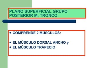 PLANO SUPERFICIAL GRUPO POSTERIOR M. TRONCO COMPRENDE 2 MÚSCULOS: EL MÚSCULO DORSAL ANCHO y EL MÚSCULO TRAPECIO 