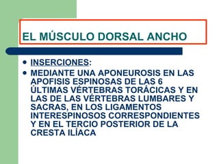 EL MÚSCULO DORSAL ANCHO INSERCIONES : MEDIANTE UNA APONEUROSIS EN LAS APOFISIS ESPINOSAS DE LAS 6 ÚLTIMAS VÉRTEBRAS TORÁCICAS Y EN LAS DE LAS VÉRTEBRAS LUMBARES Y SACRAS, EN LOS LIGAMENTOS INTERESPINOSOS CORRESPONDIENTES Y EN EL TERCIO POSTERIOR DE LA CRESTA ILÍACA 