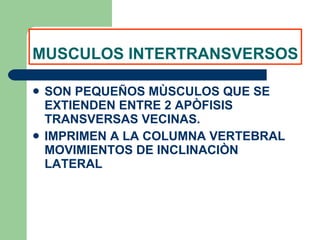 MUSCULOS INTERTRANSVERSOS SON PEQUEÑOS MÙSCULOS QUE SE EXTIENDEN ENTRE 2 APÒFISIS TRANSVERSAS VECINAS. IMPRIMEN A LA COLUMNA VERTEBRAL MOVIMIENTOS DE INCLINACIÒN LATERAL 