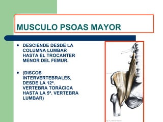 MUSCULO PSOAS MAYOR DESCIENDE DESDE LA COLUMNA LUMBAR HASTA EL TROCANTER MENOR DEL FEMUR. (DISCOS INTERVERTEBRALES, DESDE LA 12ª. VERTEBRA TORÀCICA HASTA LA 5ª. VERTEBRA LUMBAR) 