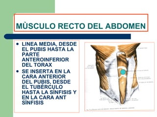 MÙSCULO RECTO DEL ABDOMEN LINEA MEDIA, DESDE EL PUBIS HASTA LA PARTE ANTEROINFERIOR DEL TORAX SE INSERTA EN LA CARA ANTERIOR DEL PUBIS, DESDE EL TUBÈRCULO HASTA LA SÌNFISIS Y EN LA CARA ANT SÌNFISIS 