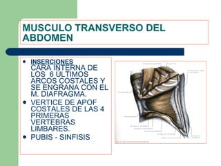 MUSCULO TRANSVERSO DEL ABDOMEN INSERCIONES CARA INTERNA DE LOS  6 ÙLTIMOS ARCOS COSTALES Y SE ENGRANA CON EL M. DIAFRAGMA. VERTICE DE APOF COSTALES DE LAS 4 PRIMERAS VERTEBRAS LIMBARES. PUBIS - SINFISIS  
