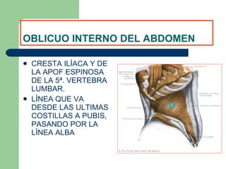 OBLICUO INTERNO DEL ABDOMEN CRESTA ILÌACA Y DE LA APOF ESPINOSA DE LA 5ª. VERTEBRA LUMBAR. LÌNEA QUE VA DESDE LAS ULTIMAS COSTILLAS A PUBIS, PASANDO POR LA LÌNEA ALBA 