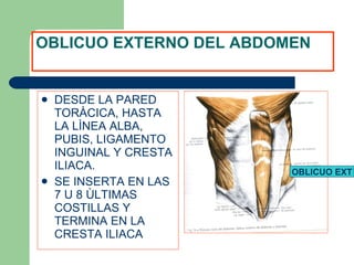 OBLICUO EXTERNO DEL ABDOMEN DESDE LA PARED TORÀCICA, HASTA LA LÌNEA ALBA, PUBIS, LIGAMENTO INGUINAL Y CRESTA ILIACA. SE INSERTA EN LAS 7 U 8 ÙLTIMAS COSTILLAS Y TERMINA EN LA CRESTA ILIACA OBLICUO EXT 
