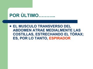 POR ÙLTIMO……….. EL MUSCULO TRANSVERSO DEL ABDOMEN ATRAE MEDIALMENTE LAS COSTILLAS, ESTRECHANDO EL TÒRAX; ES, POR LO TANTO,  ESPIRADOR 
