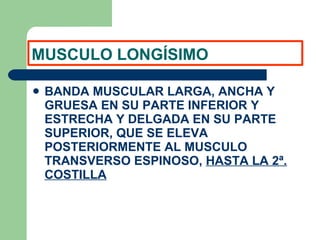 MUSCULO LONGÍSIMO BANDA MUSCULAR LARGA, ANCHA Y GRUESA EN SU PARTE INFERIOR Y ESTRECHA Y DELGADA EN SU PARTE SUPERIOR, QUE SE ELEVA POSTERIORMENTE AL MUSCULO TRANSVERSO ESPINOSO,  HASTA LA 2ª. COSTILLA 