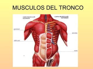 MUSCULOS DEL TRONCO 