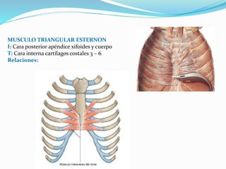 Musculos del tronco | PPTX