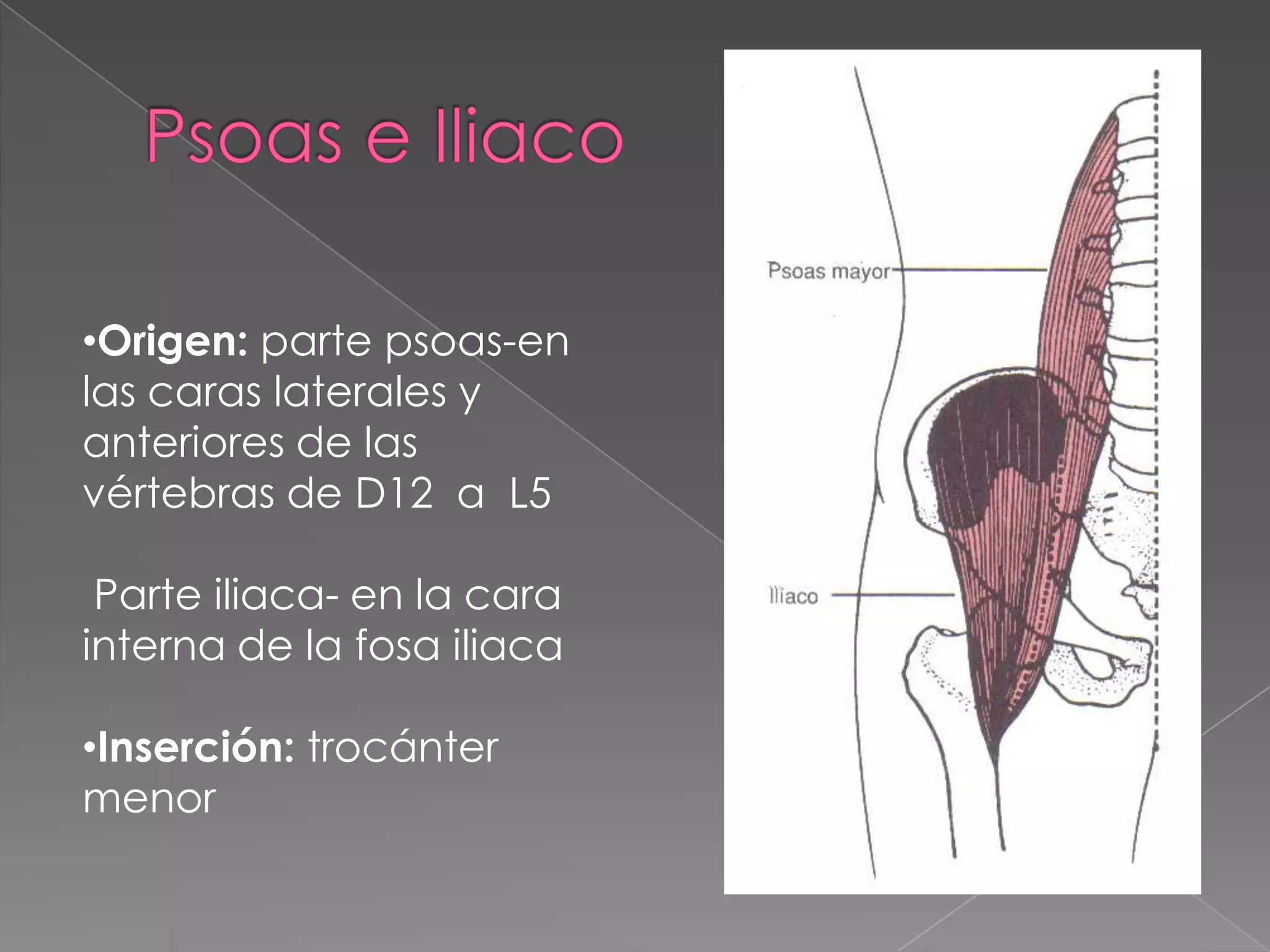 Músculos de miembro inferior | PPT