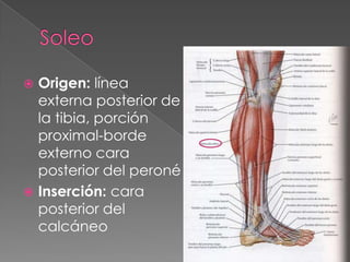 Tibia Linea Músculos de miembro inferior | PPTX