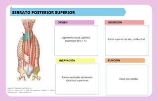 Origen e inserción de los músculos según Netter resumen flashcards | PDF