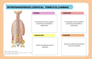 Origen e inserción de los músculos según Netter resumen flashcards | PDF