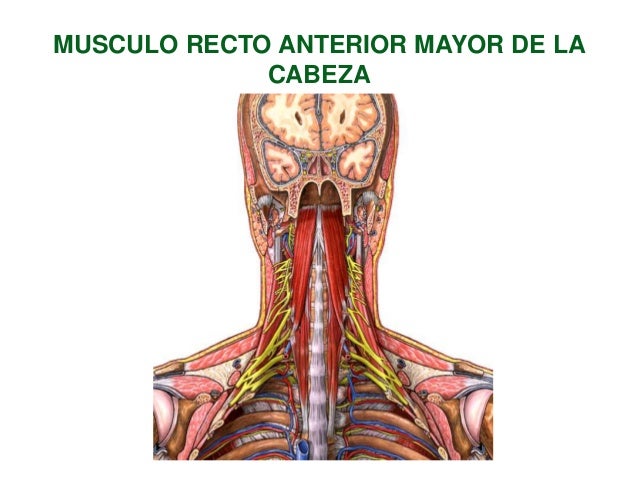 dibujar anato