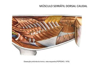 MÚSCULO SERRÁTIL DORSAL CAUDAL




Dissecção profunda do tronco, vista esquerda (POPESKO, 1978)
 