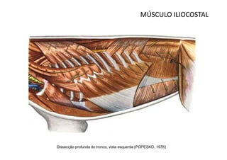 MÚSCULO ILIOCOSTAL




Dissecção profunda do tronco, vista esquerda (POPESKO, 1978)
 
