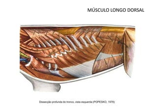 MÚSCULO LONGO DORSAL




Dissecção profunda do tronco, vista esquerda (POPESKO, 1978)
 