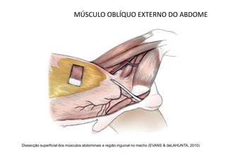 MÚSCULO OBLÍQUO EXTERNO DO ABDOME




Dissecção superficial dos músculos abdominais e região inguinal no macho (EVANS & deLAHUNTA, 2010)
 