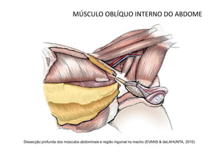 MÚSCULO OBLÍQUO INTERNO DO ABDOME




Dissecção profunda dos músculos abdominais e região inguinal no macho (EVANS & deLAHUNTA, 2010)
 