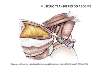 MÚSCULO TRANSVERSO DO ABDOME




Dissecção profunda dos músculos abdominais e região inguinal no macho (EVANS & deLAHUNTA, 2010)
 
