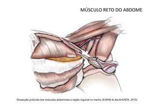 MÚSCULO RETO DO ABDOME




Dissecção profunda dos músculos abdominais e região inguinal no macho (EVANS & deLAHUNTA, 2010)
 